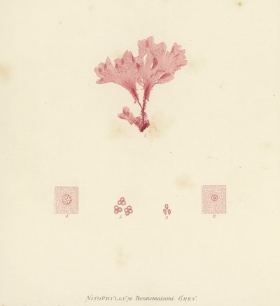 British Sea-Weed by English School